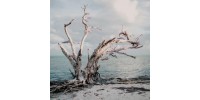Driftwood + Sea salt  - MOODGIE